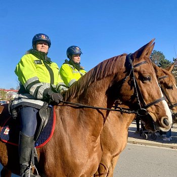 
                                Bezpečný průchod nedělního historického průvodu sv. Martina zajišťovala jízdní policie. hlídky PČR i městští strážníci. FOTO: Pavla Komárková
                                    