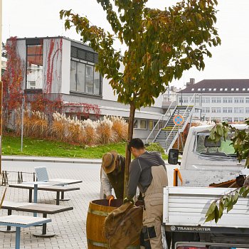 
                                Odpočinkové místo před knihovnou a informační kanceláří doplnily venkovní truhlíky s květinami, nové osvětlení a nyní také vzrostlé stromy v netradičních květináčích. FOTO: Michal Záboj
                                    