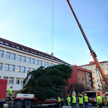 
                                Blansko už má vánoční strom. FOTO: Sabina Pavloušková
                                    