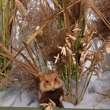 
                                V muzeu je k vidění výstava Když příroda spí. FOTO: Sabina Pavloušková
                                    