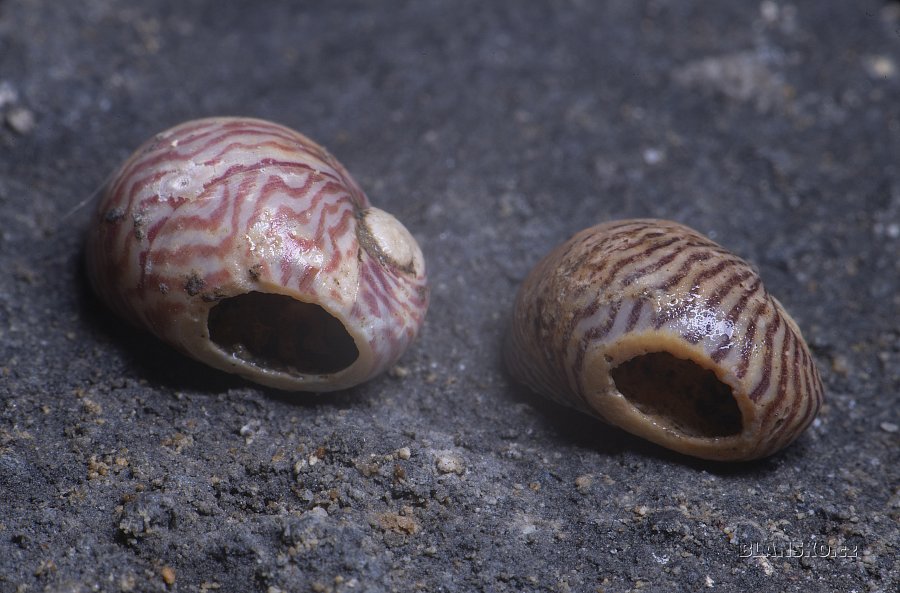 
                                Při výzkumu byly nalezeny pravěké ozdoby – ulity plže zubovce dunajského s vybroušeným otvorem. FOTO: Petr Zajíček
                                    