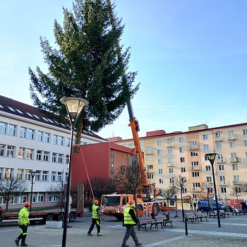 
                                Blansko už má vánoční strom. FOTO: Sabina Pavloušková
                                    