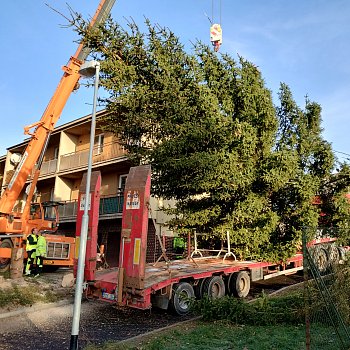 
                                Blansko už má vánoční strom. FOTO: Sabina Pavloušková
                                    