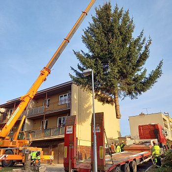 
                                Blansko už má vánoční strom. FOTO: Sabina Pavloušková
                                    