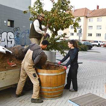 
                                Odpočinkové místo před knihovnou a informační kanceláří doplnily venkovní truhlíky s květinami, nové osvětlení a nyní také vzrostlé stromy v netradičních květináčích. FOTO: Michal Záboj
                                    