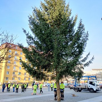 
                                Blansko už má vánoční strom. FOTO: Sabina Pavloušková
                                    