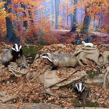 
                                V muzeu je k vidění výstava Když příroda spí. FOTO: Sabina Pavloušková
                                    